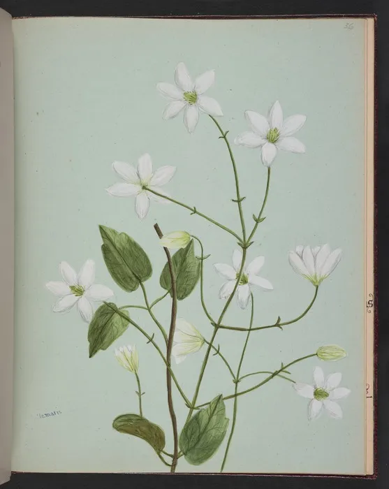 Burton, Clelia, 1878-1952 :Clematis [ca 1900]