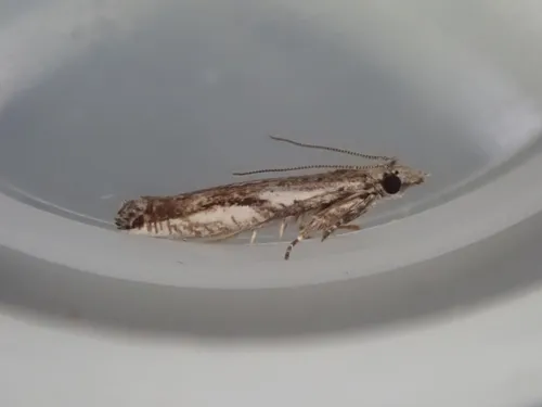 Holocola parthenia