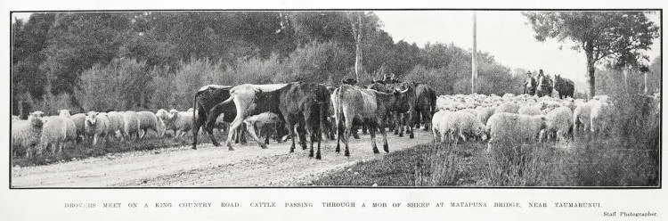 Drovers Meet on A King Country Road: Cattle Passing Through A Mob of Sheep At Matapuna Bridge: Near Taumarunui