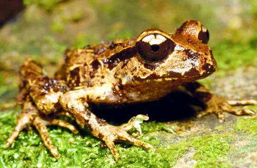 Coromandel fauna: Archey’s frog