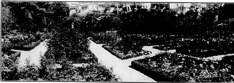 Evening Post" Photo. WELLINGTON'S; BEAUTIFUL ROSE GARDEN.—^ view of the rose-'Ms.at^botmicdl'^iens^ivhere-ihey^are-makL^ a wonderfuVand.beautiful showat present. (Evening Post, 22 November 1932)