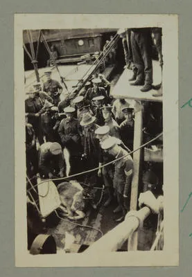 Shipping Donkeys for Transport Work