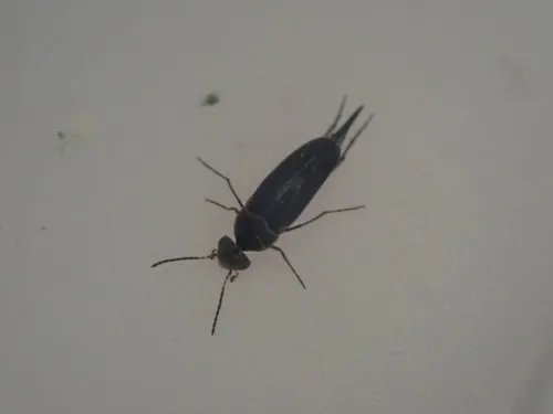Stenomordellaria neglecta
