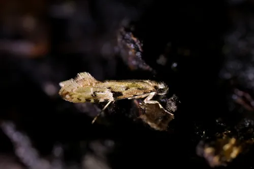 Crypsitricha mesotypa