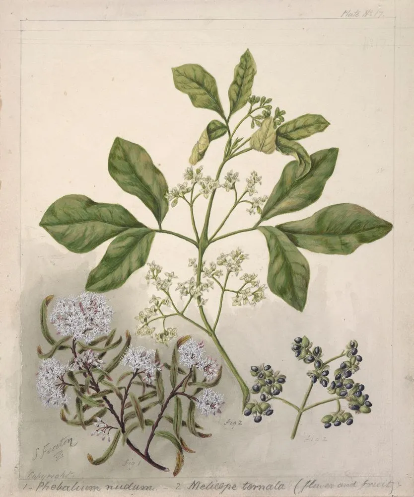 [Plebalium nudum; Melicope ternata]