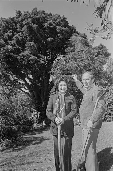 Image: Historic totara tree, Holmwood Avenue, Karori, Wellington