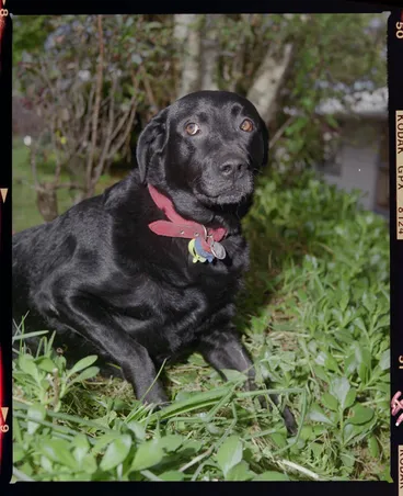 Image: Wipatene, Dog