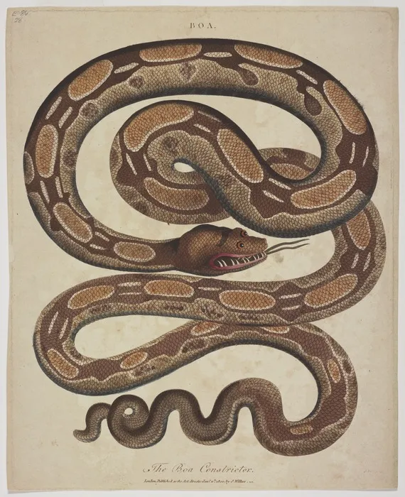 Pass, John, active 1770?-1830s [engraver] :The Boa constrictor. Boa. J. Pass sculp. London, J. Wilkes, Jan. 11 1800.