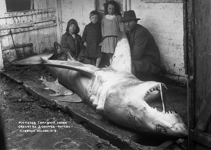 Monster tanawhia shark caught by J Crapper outside harbour, Nelson, NZ