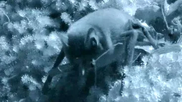 Image: Short-tailed bats feeding