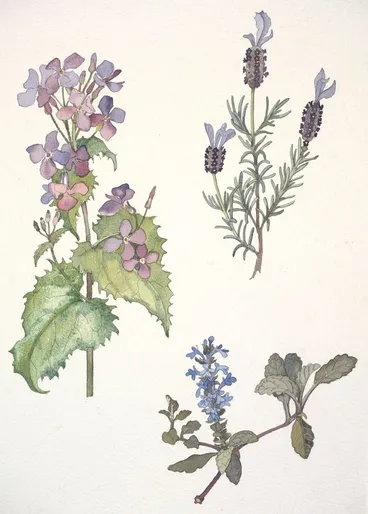 Image: Watercolour illustration of the mustard (Cruciferae) and the mint (Labiatae) family flowers, Plate 13 from 'Wild Flowers in New Zealand'