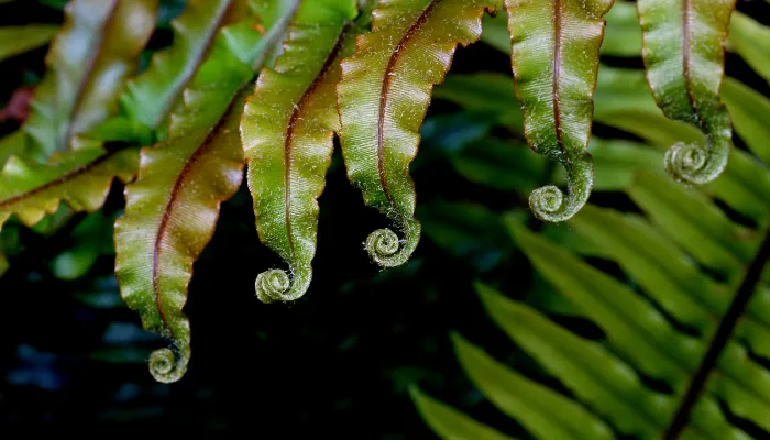 Native plants (New Zealand)
