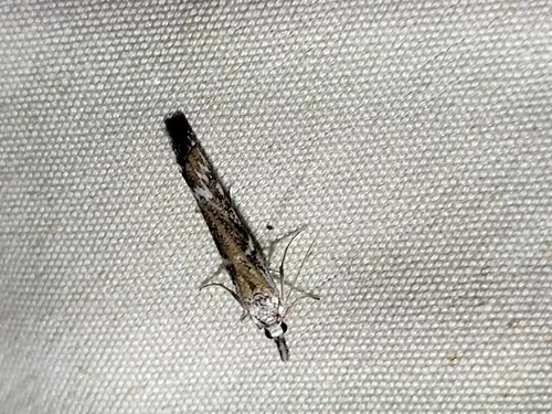 Orocrambus tuhualis