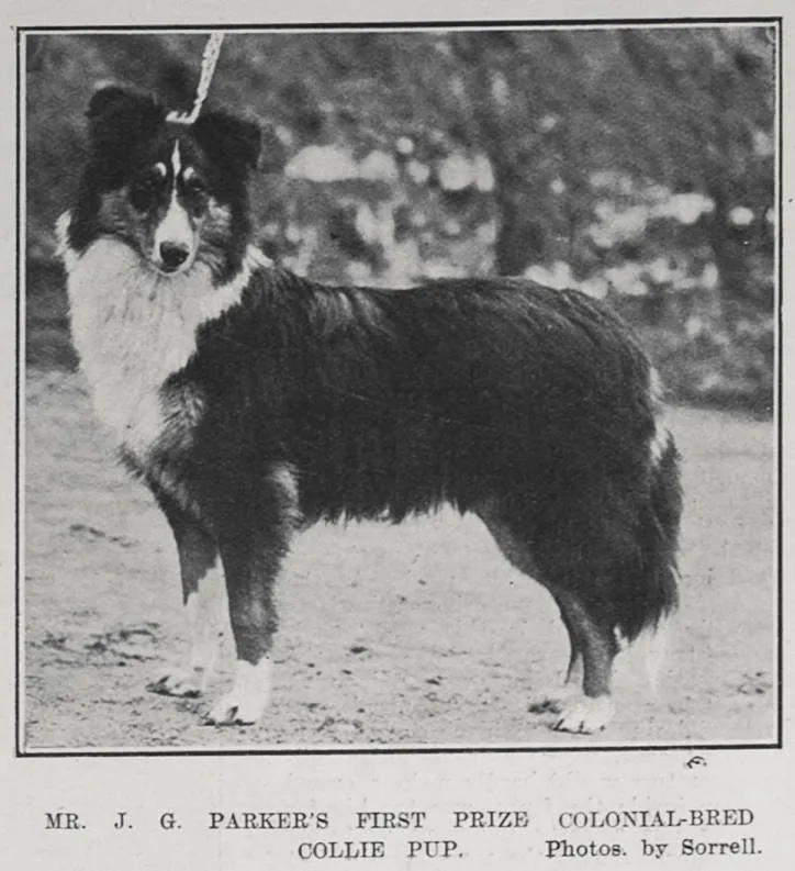 MR. J. G. PARKER'S FIRST PRIZE COLONIAL-BRED COLLIE PUP