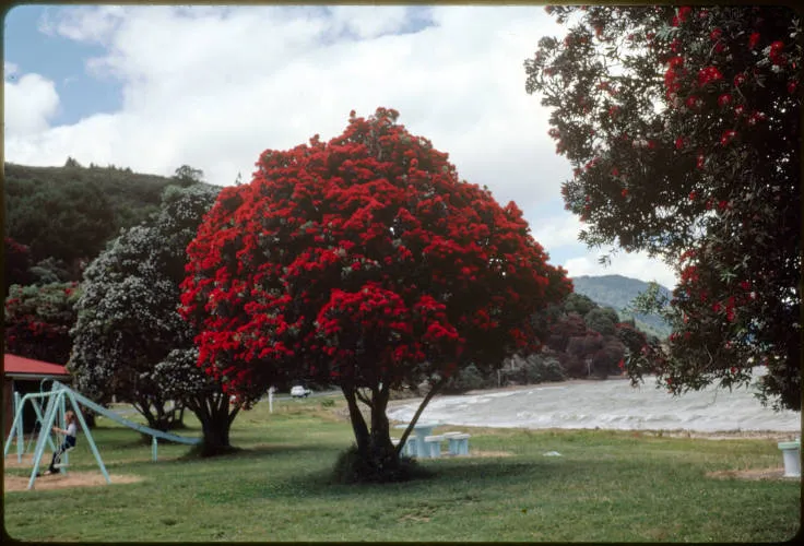 Pohutukawa in flower at Waiomu