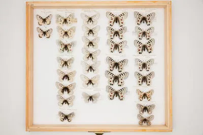 Parnassius (Driopa) glacialis