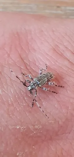 Hybolasius lanipes