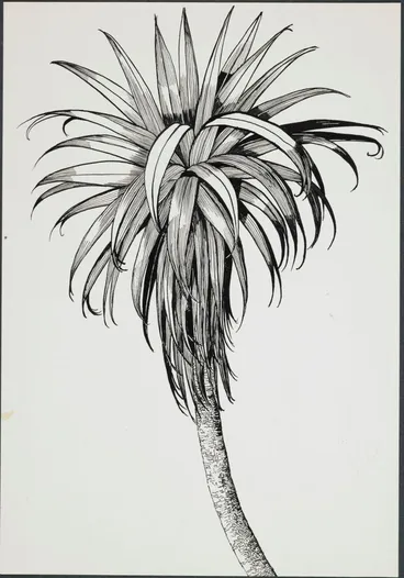 Image: Cordyline indivisa