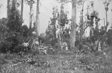 Image: Claudeland Bush, Hamilton