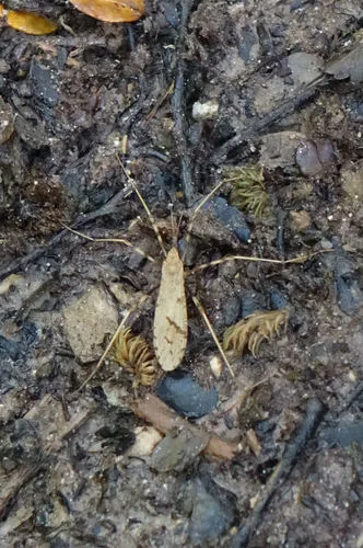 Rhamphophila sinistra