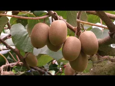 Image: Science to Battle Psa - Saving kiwifruit from a bacterial invader