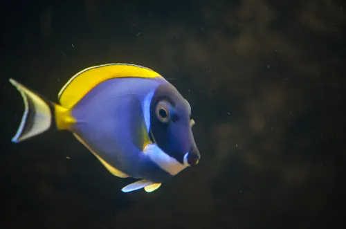 Powder Blue Tang