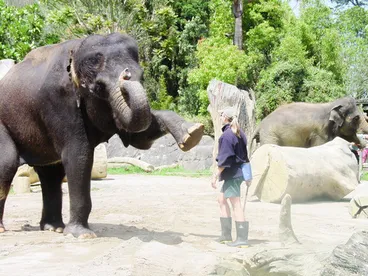 Image: Asian Elephant