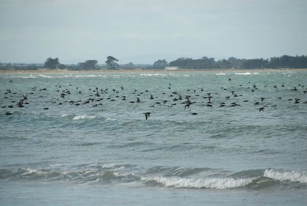 Muttonbird or tītī - mutton on the wing