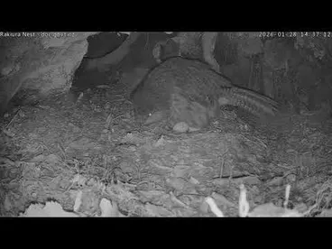 Image: Rakiura lays third egg - 28 January