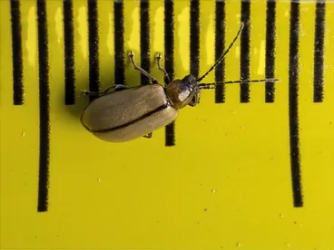 Image: Adoxia vulgaris