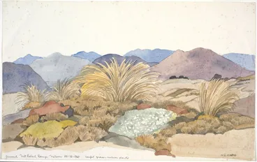 Image: Poaceae - Chionochloa australis