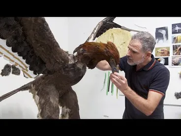 Image: Making the Haast’s eagle: Behind the scenes of Te Taiao | Nature