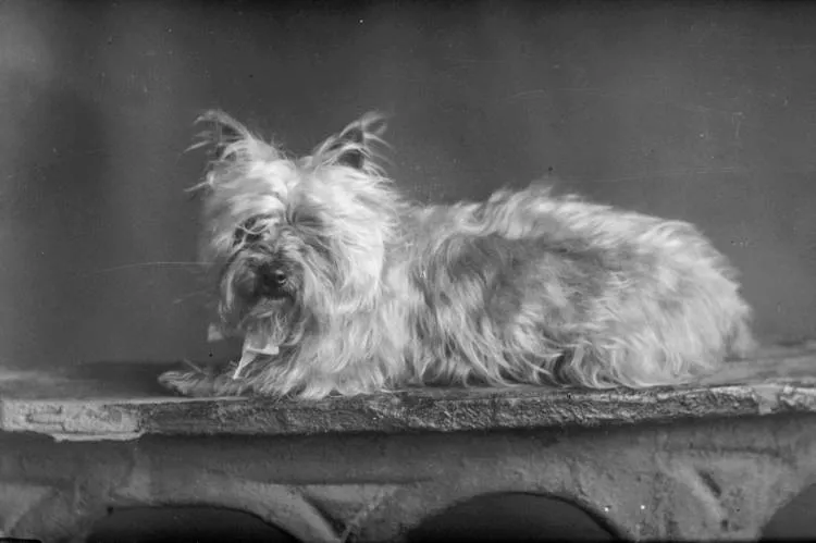 Portrait of a dog, 1909