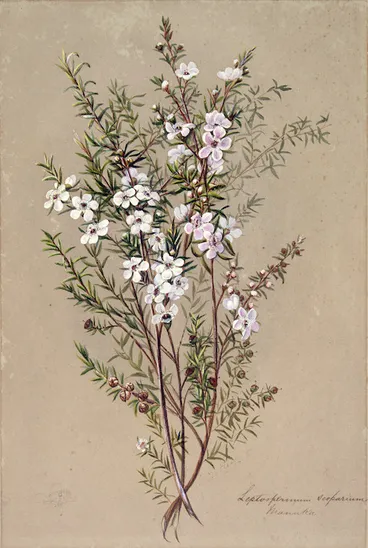 Image: Hetley, Georgina Burne 1832?-1898 :Leptospermum scoparium. Manuka [1880s?]