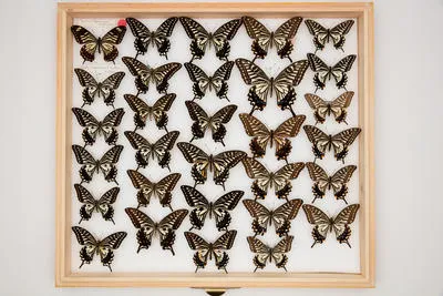 Papilio (Sinoprinceps) xuthus