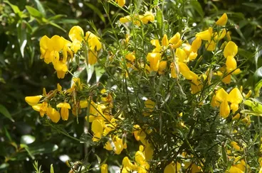 Scotch Broom Image: Scotch Broom
