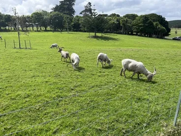 Image: Domestic Goat
