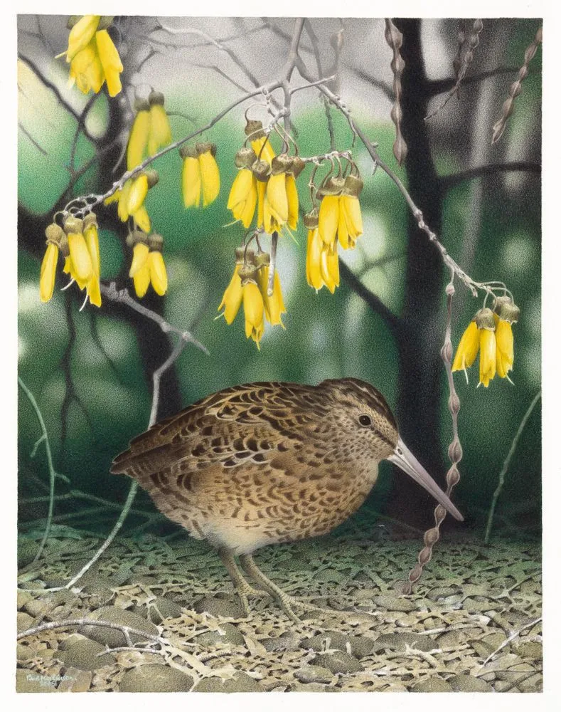 North Island Snipe. Coenocorypha barrierensis. From the series: Extinct Birds of New Zealand.