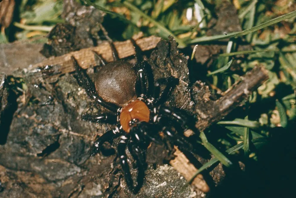 Tunnel Web Spider (Porrhothele Antipodiana)