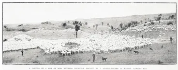 Image: A portion of a mob of 20, 000 wethers recently bought by a station-holder in Wairoa, Hawke's Bay