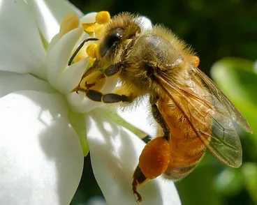 Image: Western Honey Bee