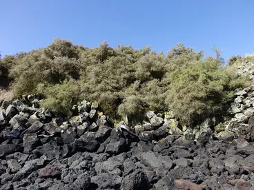 Image: African boxthorn
