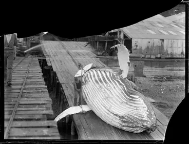 Image: A man cutting off the fin of a dead whale, whaling station, Whangamumu, Northland
