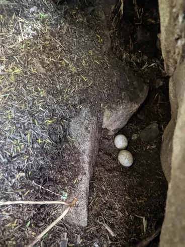 Image: Ruru (Morepork)