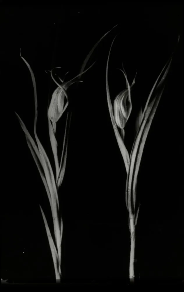 Flowers of the hooded orchid (Pterostylis) from plants growing on clay banks on Levin-Shannon Main Road in Horowhenua County