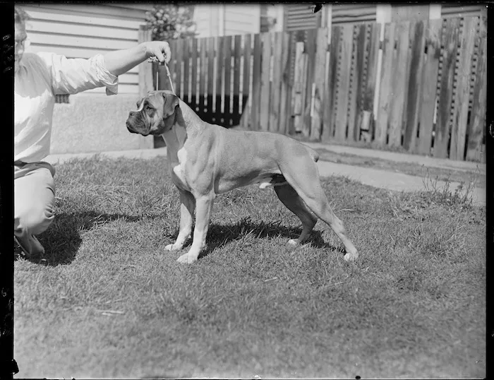 Champion boxer dog