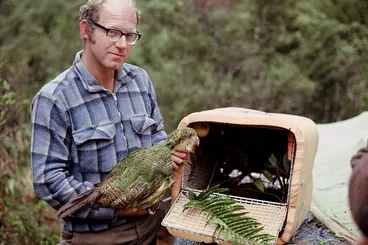 Image: Transporting kākāpō