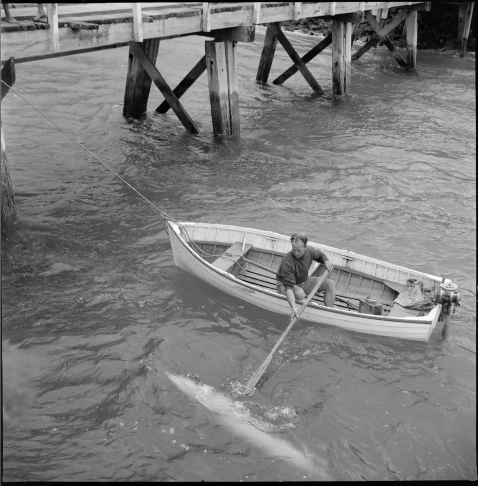 Opo the dolphin, Opononi