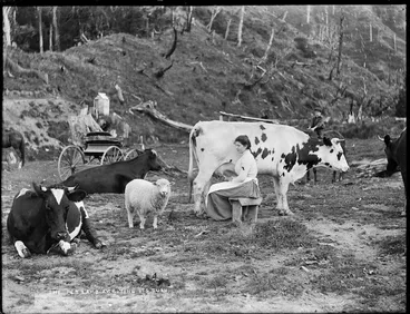 Image: Mabel Smith milking a cow, Taranaki