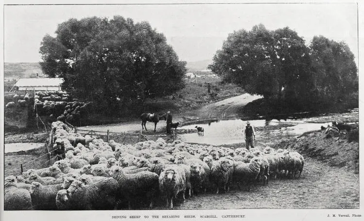 DRIVING SHEEP TO THE SHEARING SHEDS, SCARGILL, CANTERBURY